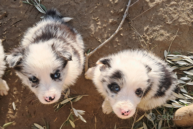 Cuccioli border collie