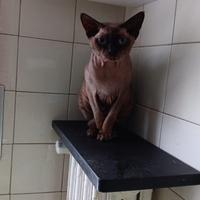 Devon rex