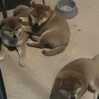 Cuccioli di Shiba Inu con pedigree
