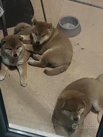 Cuccioli di Shiba Inu con pedigree
