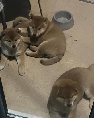 Cuccioli di Shiba Inu con pedigree