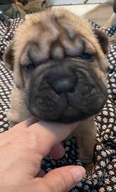 Shar pei