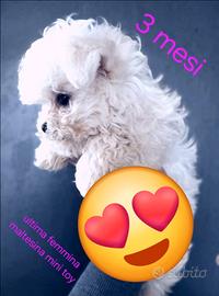 Allevamento maltese mini toy