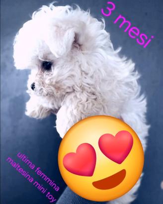 Allevamento maltese mini toy
