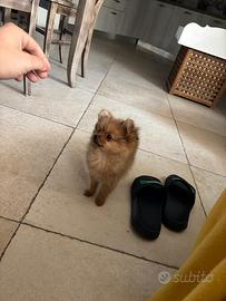 Volpino di Pomerania