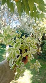 pianta