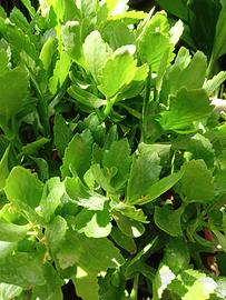 pianta Calanchoe 