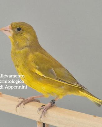 Verdoni mutati