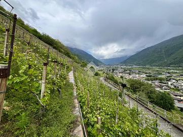 TER. AGRICOLO A VILLA DI TIRANO