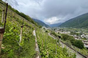TER. AGRICOLO A VILLA DI TIRANO