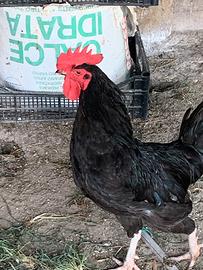 Gallo nero
