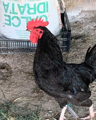 Gallo nero