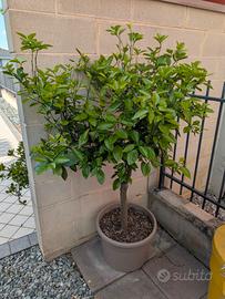 pianta arancio in vaso 