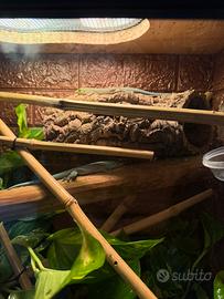 Phelsuma Standingi