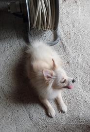 VOLPINO POMERANIA SPITZ  Cucciolo 