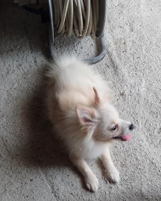 VOLPINO POMERANIA SPITZ  Cucciolo 