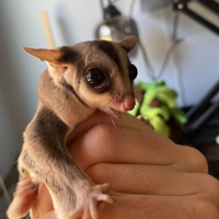 Petauro dello zucchero