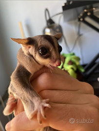 Petauro dello zucchero