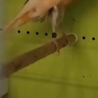 Canarino York maschio 2025