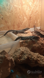 Tegu argentino