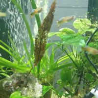 Splendidi Guppy colorati - Allevamento amatoriale