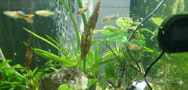 Splendidi Guppy colorati - Allevamento amatoriale