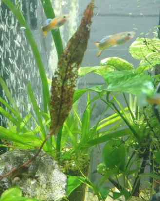 Splendidi Guppy colorati - Allevamento amatoriale