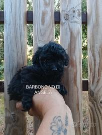 Barboncino nero