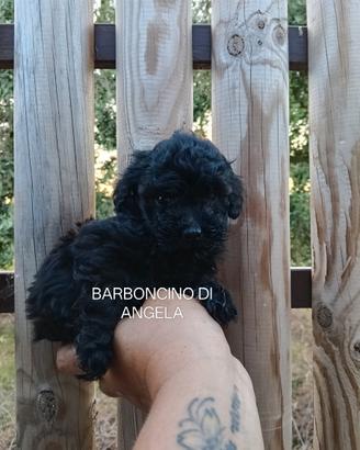 Barboncino nero