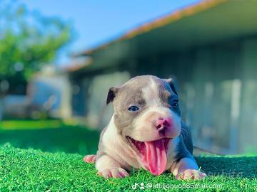 Amstaff blu occhi blu pedigree enci