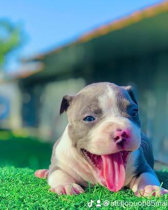 Amstaff blu occhi blu pedigree enci