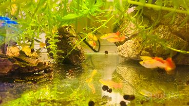 Lebistes giallo-orange-rosso