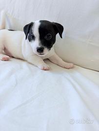 Cucciolata di Jack Russell arrivata a Luglio 2026