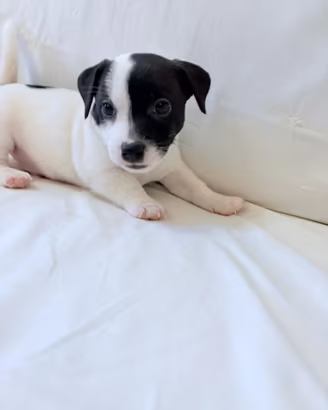 Cucciolata di Jack Russell arrivata a Luglio 2026
