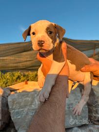 cuccioli  di amstaff blu n. Pitbull 