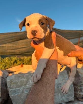cuccioli  di amstaff blu n. Pitbull 