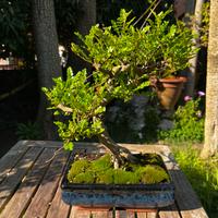 Bonsai di pepe nero