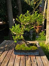 Bonsai di pepe nero