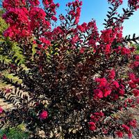 Lagerstroemia Dynamite