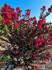 Lagerstroemia Dynamite