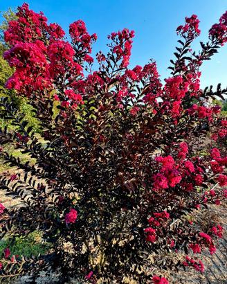 Lagerstroemia Dynamite