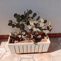 Fioriere da giardino 