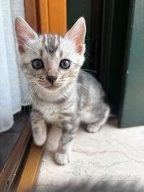 Gatto Bengala