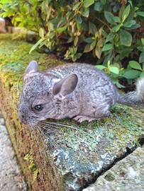 Cucciola di cincillà