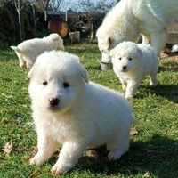 Cuccioli di Pastore Maremmano-Abruzzese