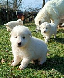 Cuccioli di Pastore Maremmano-Abruzzese