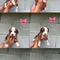 Cuccioli di segugio maremmano