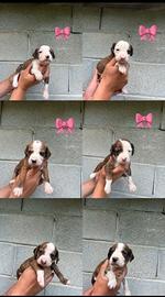 Cuccioli di segugio maremmano