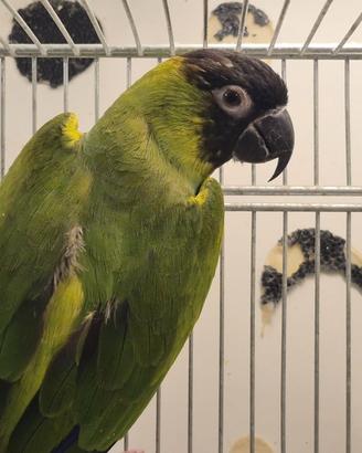 Coppia di Pappagalli Conuri Testa Nera