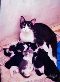 Gattini Mix Britsh Shorthair e Cornish Rex